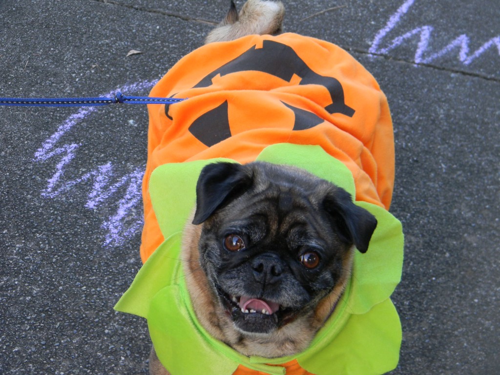 Alyssa Day's dog Daisy dressed as a pumpkin 